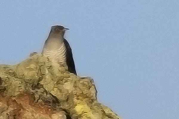 Common Cuckoo